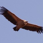 The Vultures Gather
