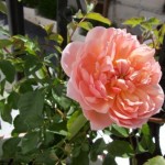 My Anne Boleyn Rose