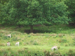Bradgate Park