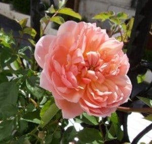 Anne Boleyn Rose