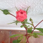 My Anne Boleyn Roses