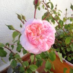 My Anne Boleyn Roses Update