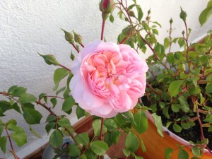 Anne Boleyn rose