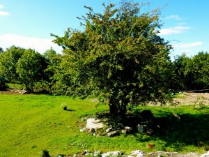 The hawthorn tree and tomb slab