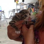 Fun Competition – Name the Kittens