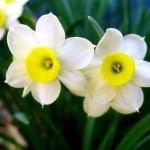 Happy Mothering Sunday