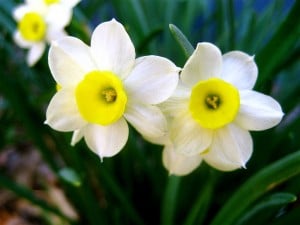 daffodil