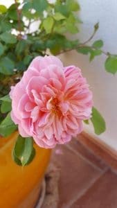 Anne Boleyn Rose 2016 (Copy)