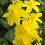 Happy St David’s Day! Dydd Gŵyl Dewi Hapus!
