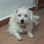 Purkoy – Anne Boleyn’s dog